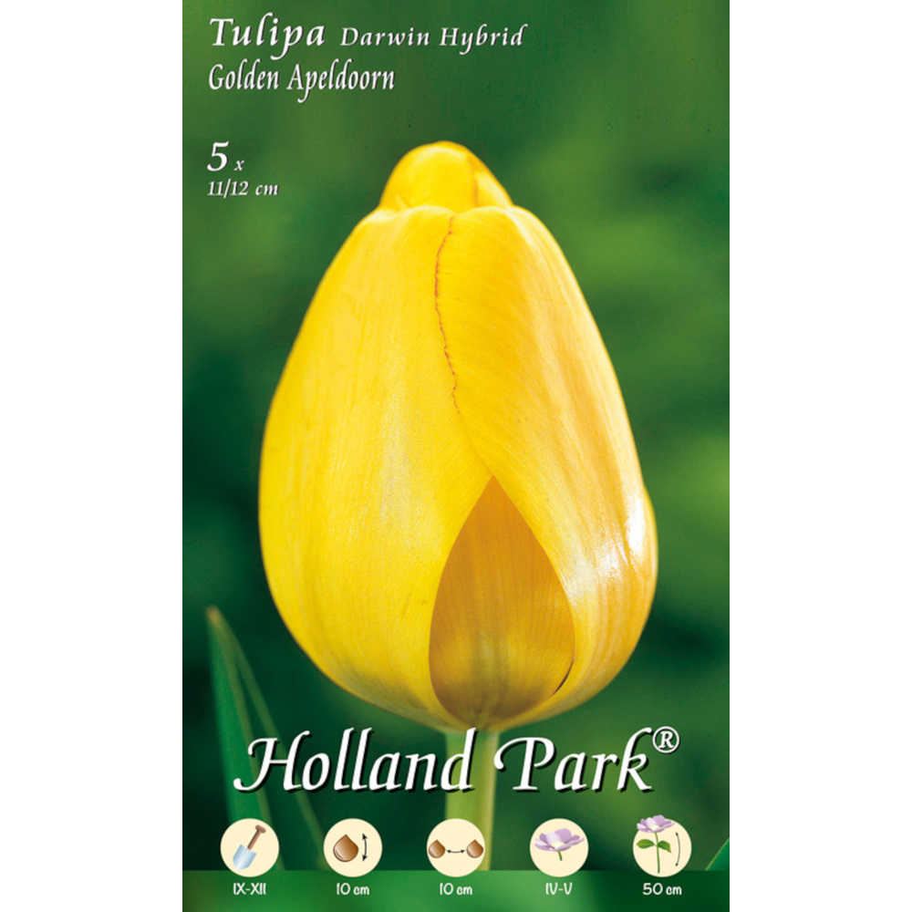 Blumenzwiebeln Darwin-Tulpen 5 St&uuml;ck gelb