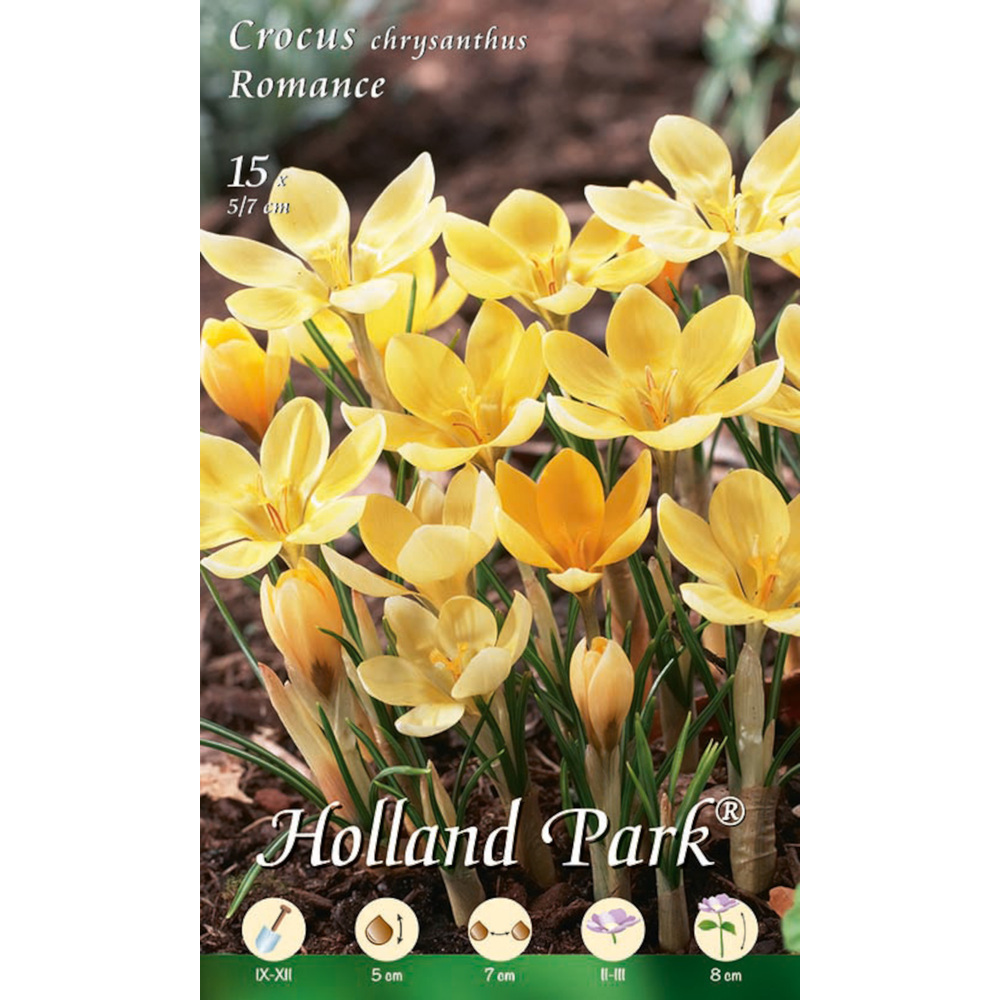 Blumenzwiebeln Krokus 15 St&uuml;ck gelb