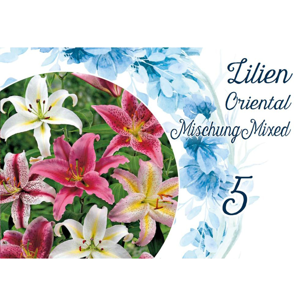 Blumenzwiebeln Lilien Oriental Mix 5 St&uuml;ck bunt