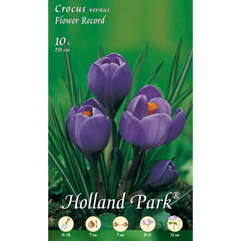 Blumenzwiebeln Gro&szlig;blumiger Krokus 10 St&uuml;ck violett