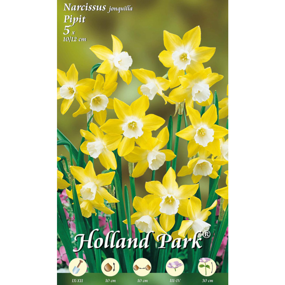 Blumenzwiebeln Jonquillen-Narzissen 5 St&uuml;ck gelb-wei&szlig;