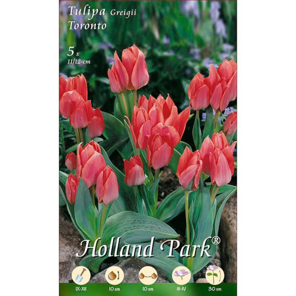 Blumenzwiebeln Greigii Tulpen 5 St&uuml;ck rosa