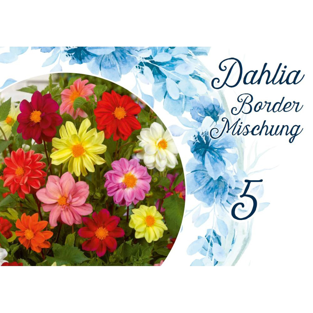 Blumenzwiebeln Dahlien Border Mix 5 St&uuml;ck bunt