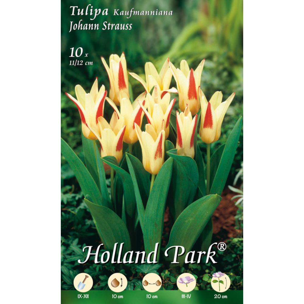 Blumenzwiebeln Kaufmanniana Tulpen 10 St&uuml;ck gelb-wei&szlig;