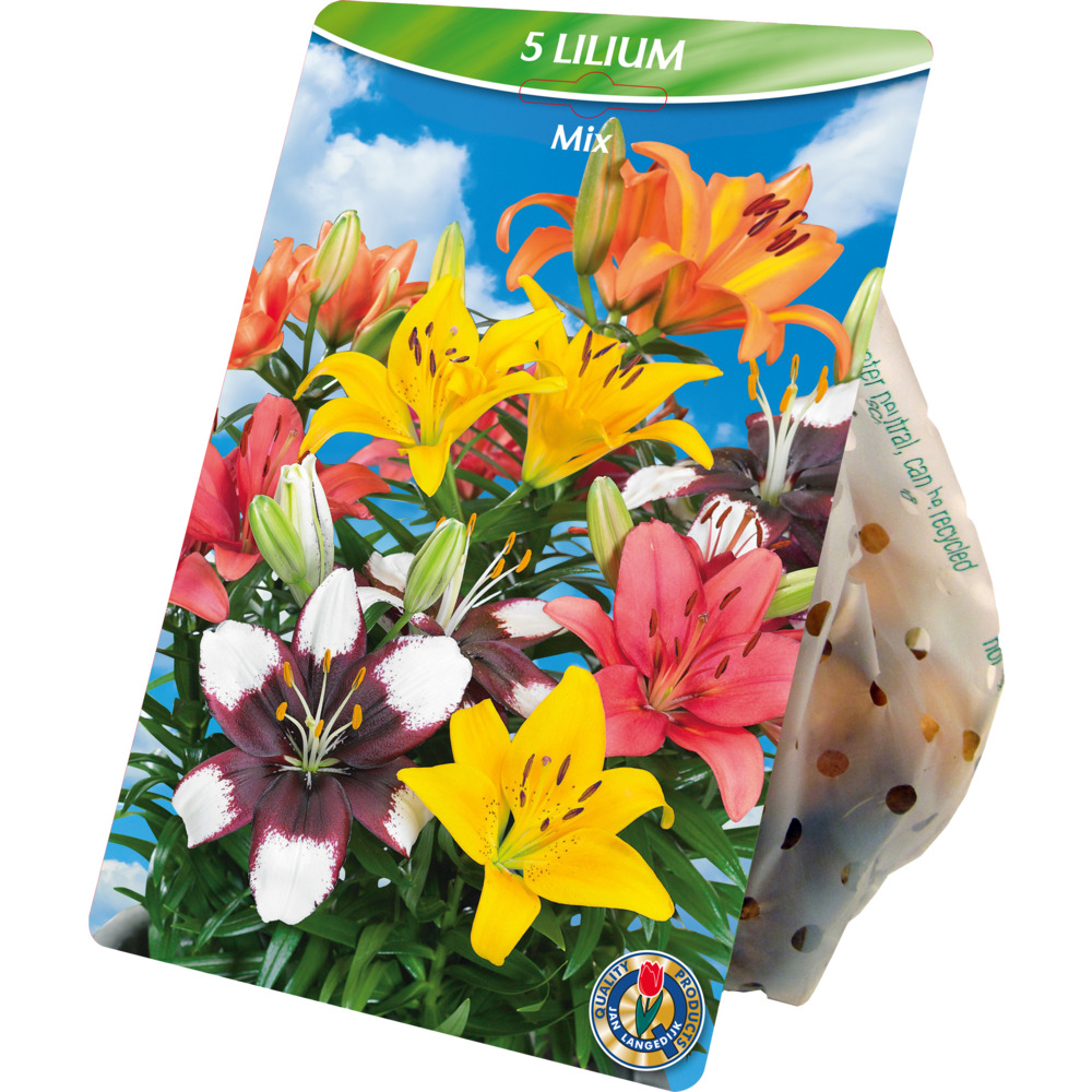 Blumenzwiebeln Orientalische Lilien Mix 5 St&uuml;ck bunt