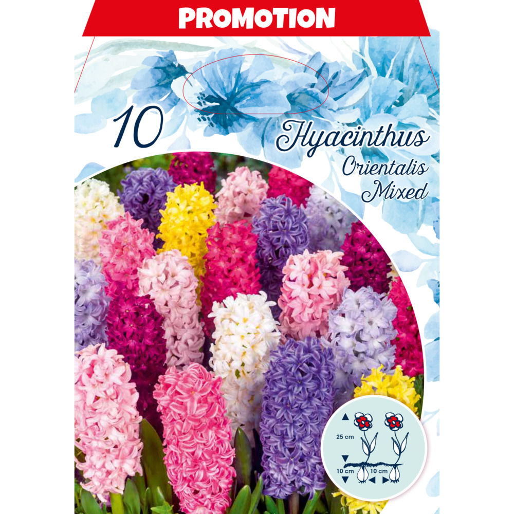 Blumenzwiebeln Hyazinthen Mix 10 St&uuml;ck bunt