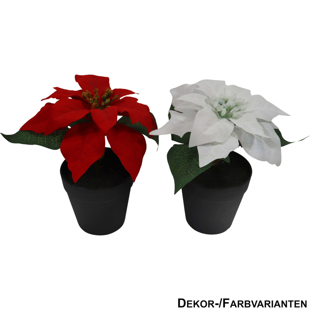 Deko-Weihnachtsstern 21 cm im Topf - sortiert