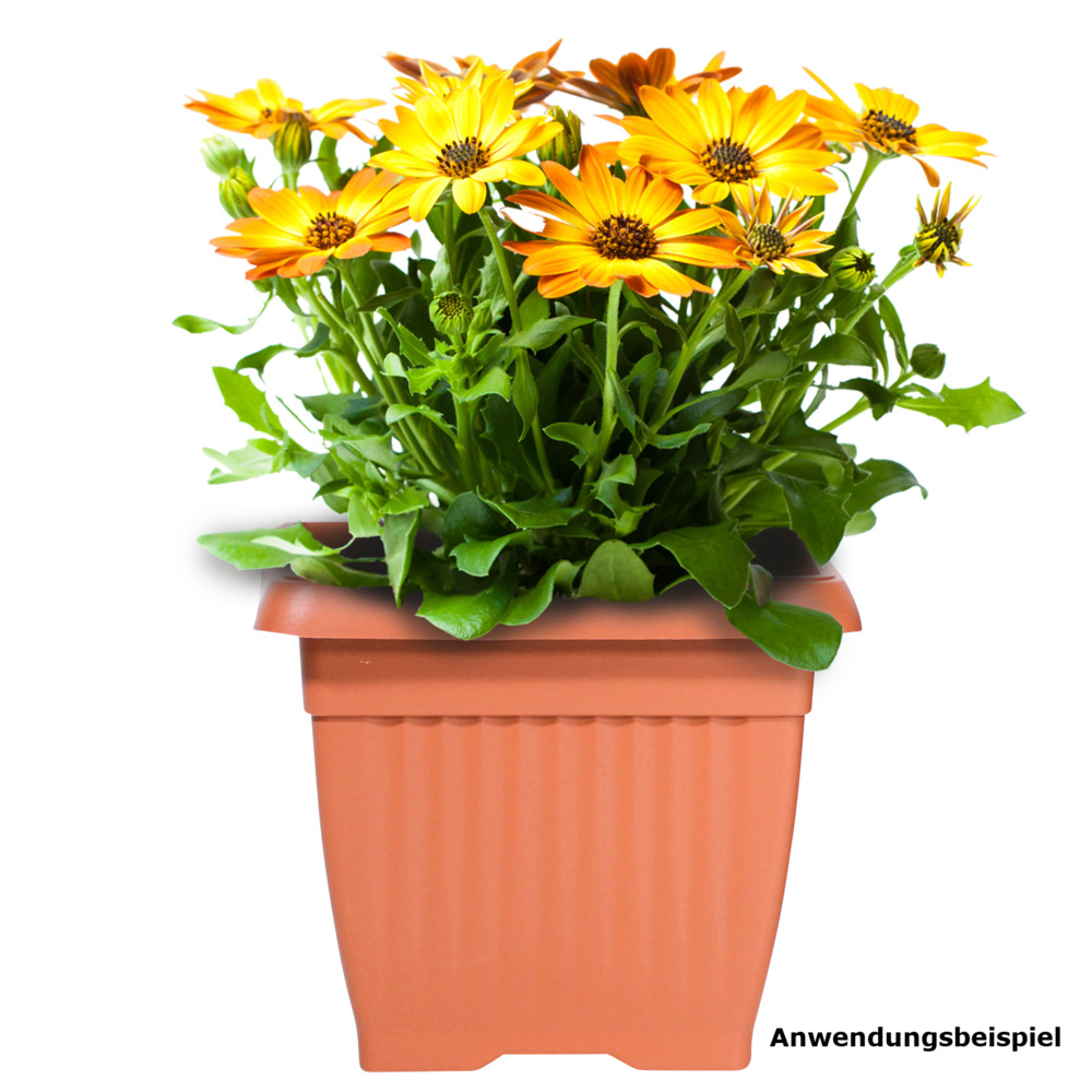 Prosperplast Blumentopf Terra eckig 37 x 37 cm in Terracotta image number 1