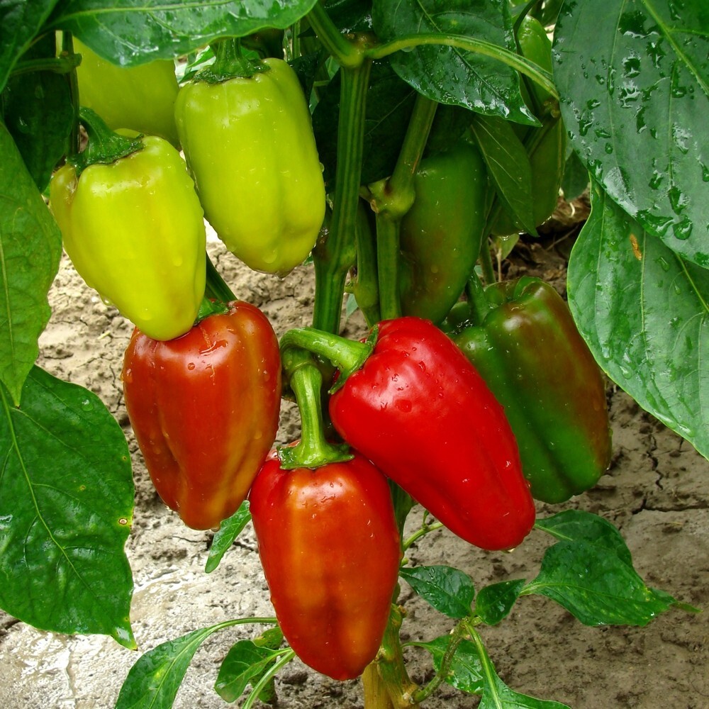 Saatgut Gem&uuml;sepaprika Feher ca. 50 Pflanzen image number 1