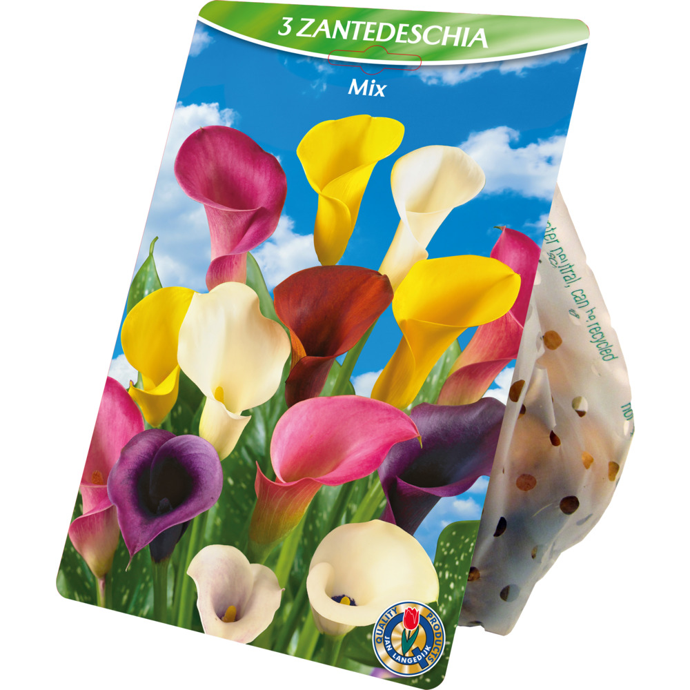 Blumenzwiebeln Calla-Lilien Mix 3 St&uuml;ck bunt