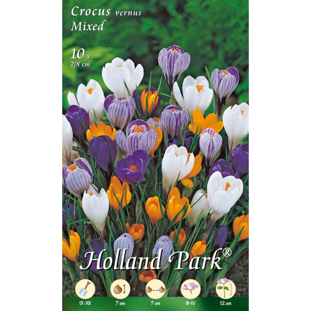 Blumenzwiebeln Gro&szlig;blumiger Krokus Mix 10 St&uuml;ck bunt