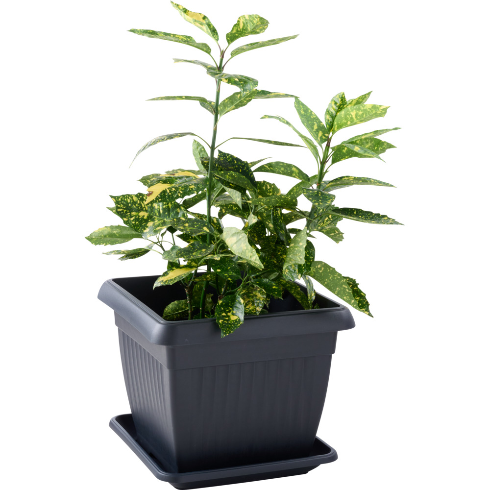 Prosperplast Blumentopf Terra eckig 45 x 45 cm in Anthrazit image number 1