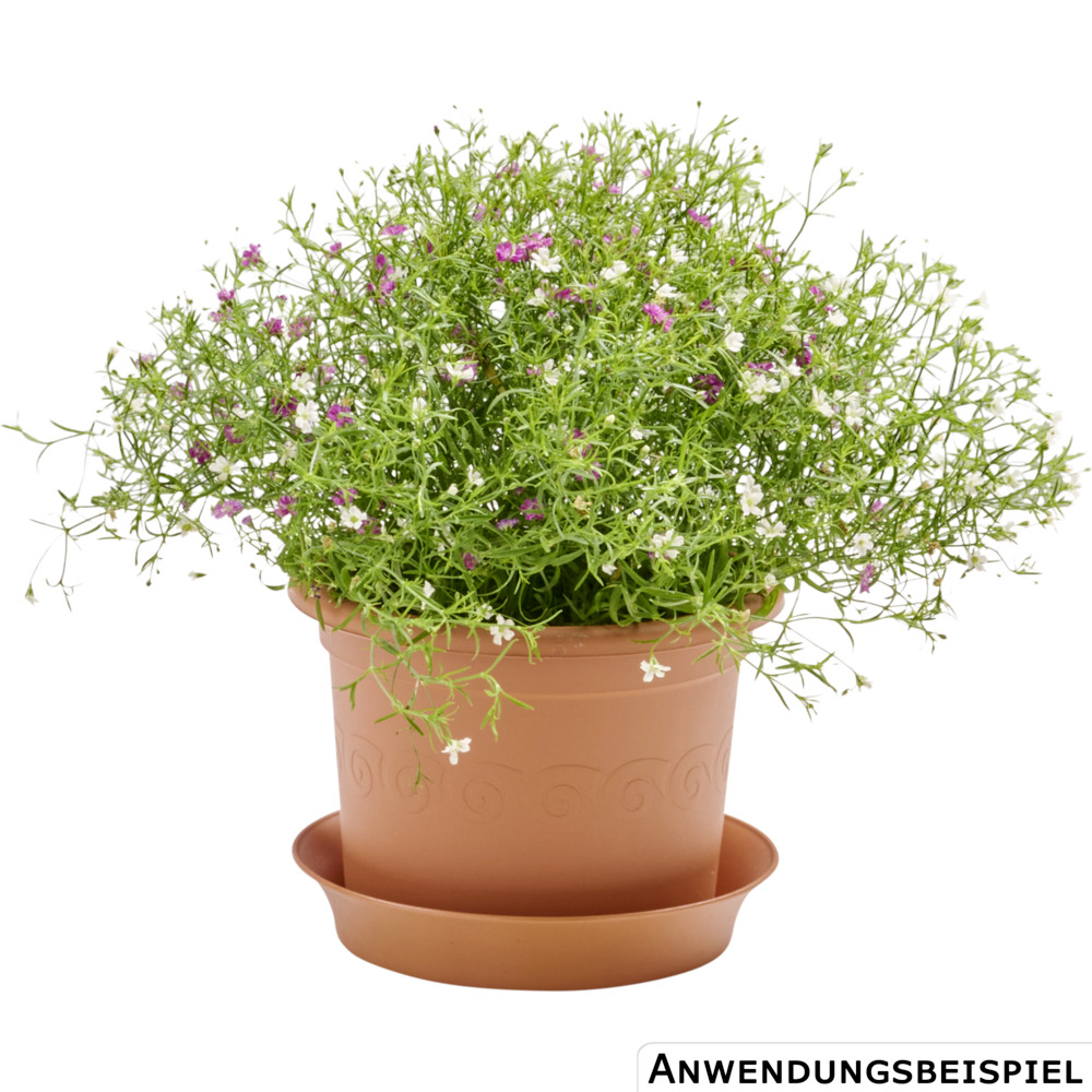 Prosperplast Blumentopf Plastica &Oslash; 15 cm in terracotta image number 1