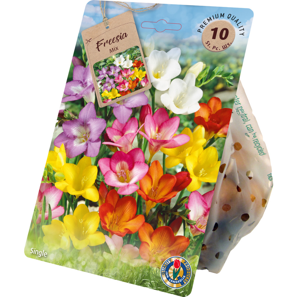 Blumenzwiebeln Freesien Mix 10 St&uuml;ck bunt