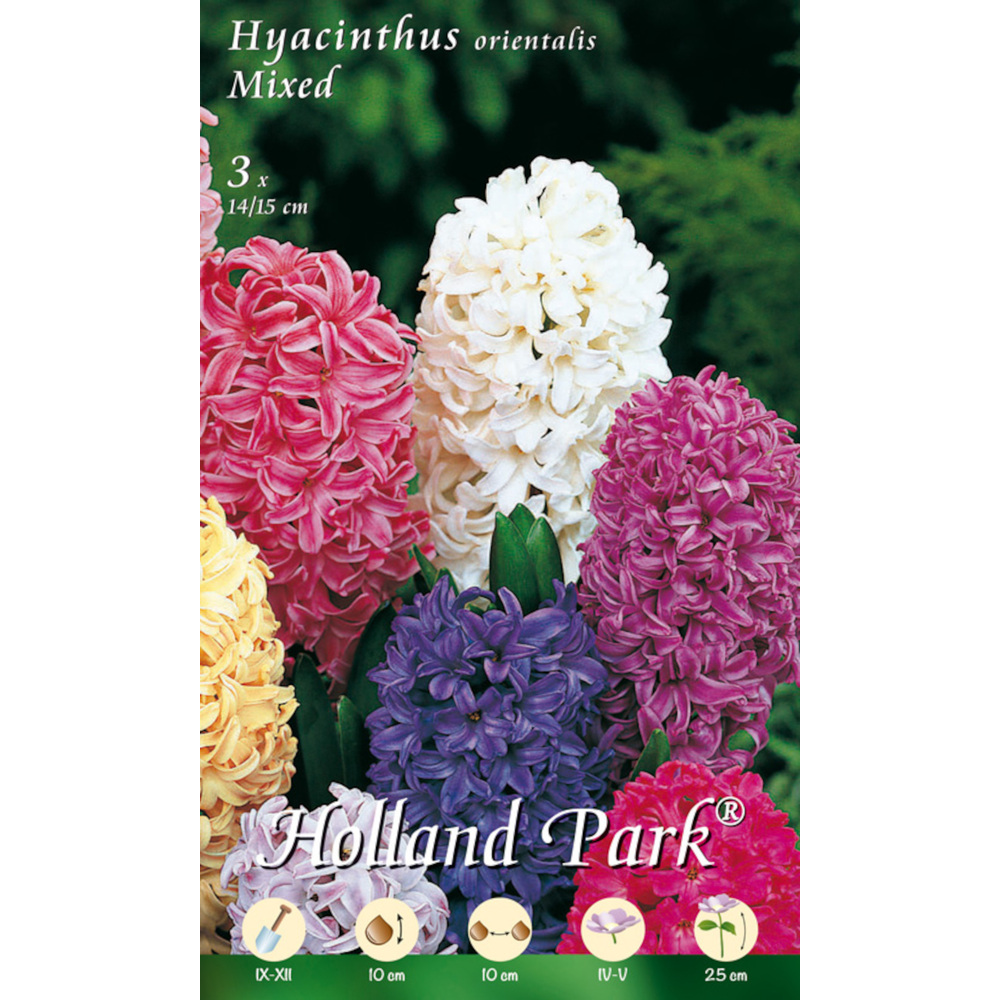 Blumenzwiebeln Hyazinthen Mix 3 St&uuml;ck bunt