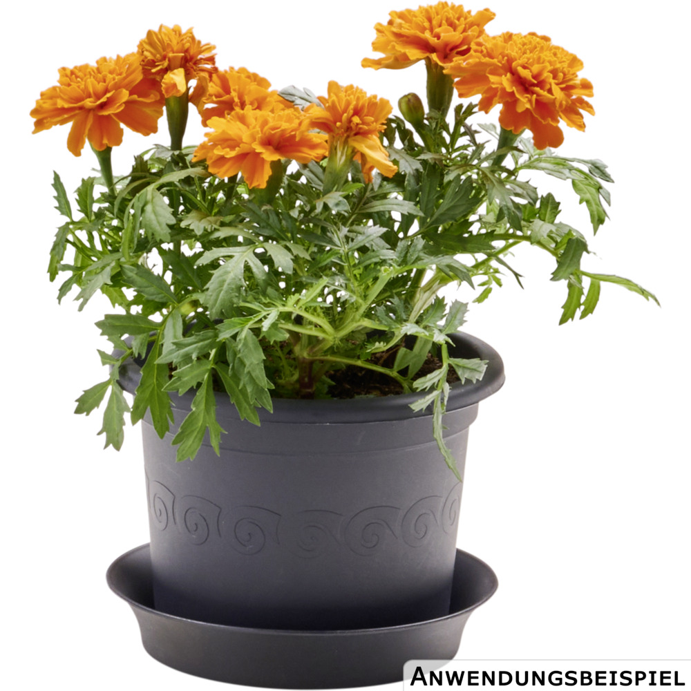 Prosperplast Blumentopf Plastica &Oslash; 15 cm in anthrazit image number 1