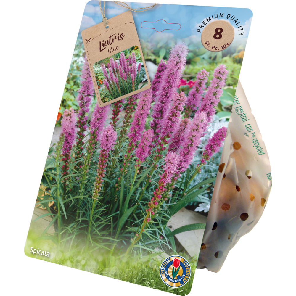 Blumenzwiebeln &Auml;hrige Prachtscharte 8 St&uuml;ck purpurviolett