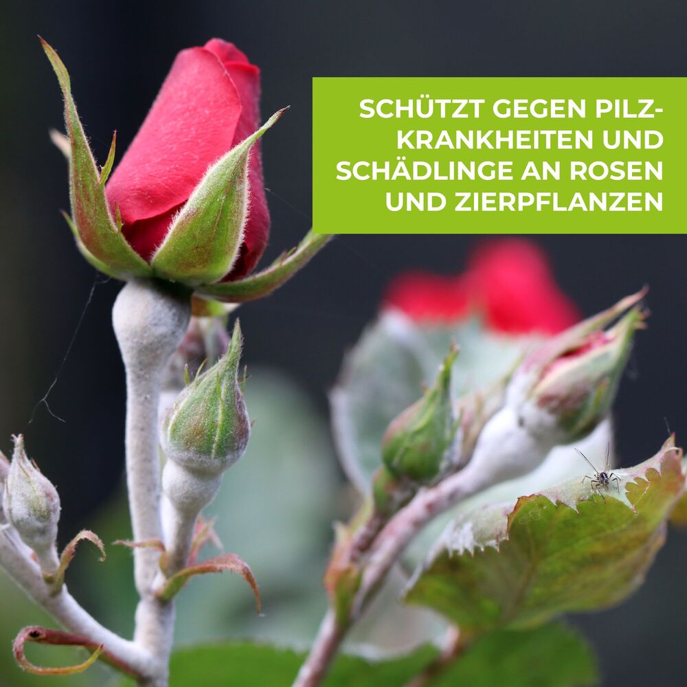 Protect Garden Curamat AZ Rosen Kombi-Set  image number 7