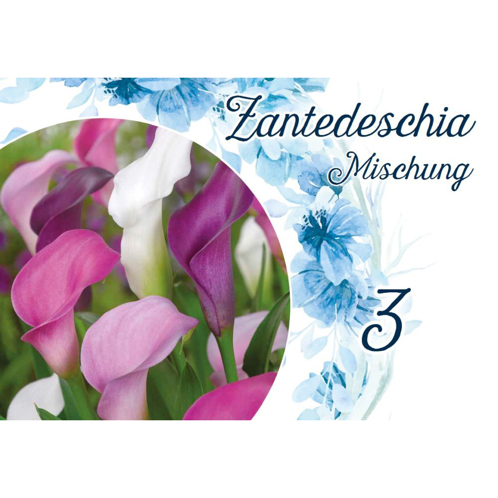 Blumenzwiebeln Calla Mix 3 St&uuml;ck bunt