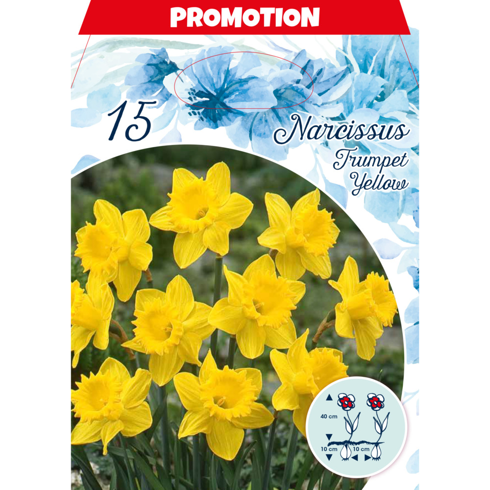 Blumenzwiebeln Narzissen 15 St&uuml;ck gelb